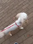 Benji