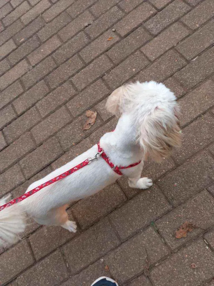 Cachorro ra a Shih Tzu idade 1 ano nome Benji