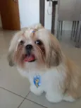 Benji