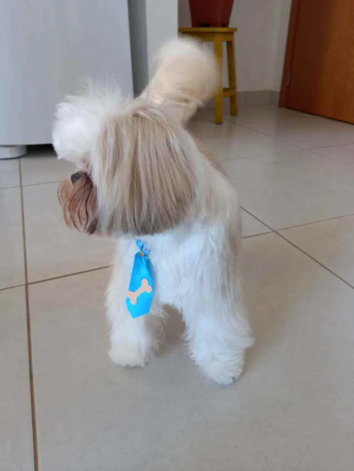Cachorro ra a Shih Tzu idade 1 ano nome Benji