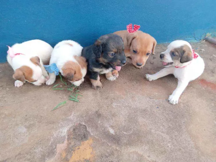 Cachorro ra a Vira-lata idade Abaixo de 2 meses nome Bebê 