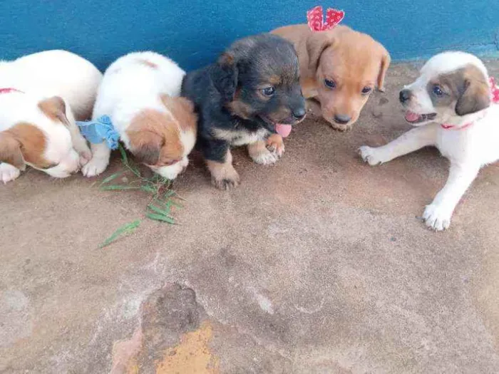 Cachorro ra a Vira-lata idade Abaixo de 2 meses nome Bebê 