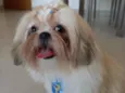 Benji