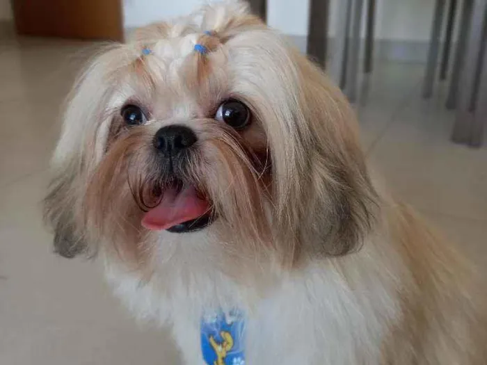 Cachorro ra a Shih Tzu idade 1 ano nome Benji