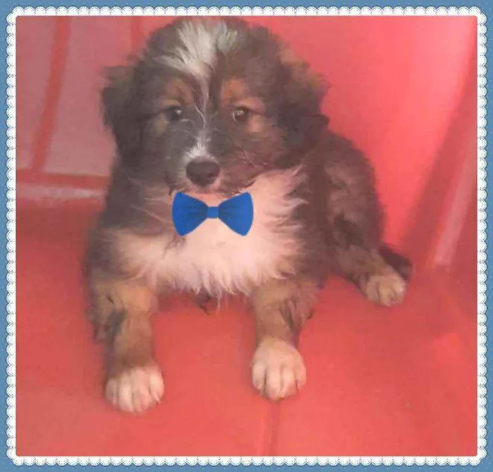 Cachorro raça SRD idade Abaixo de 2 meses nome Bebezinho