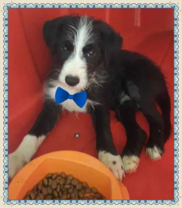 Cachorro raça SRD idade Abaixo de 2 meses nome Bebezinho