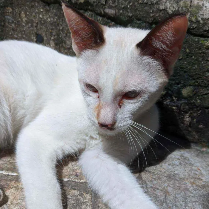 Gato ra a Mãe ragdoll e pai sem raça  idade 2 a 6 meses nome Sem nome