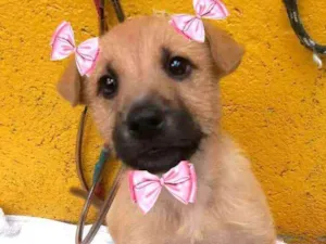 Cachorro raça  idade 2 a 6 meses nome Boneca 