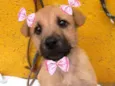 Cachorro raça  idade 2 a 6 meses nome Boneca 