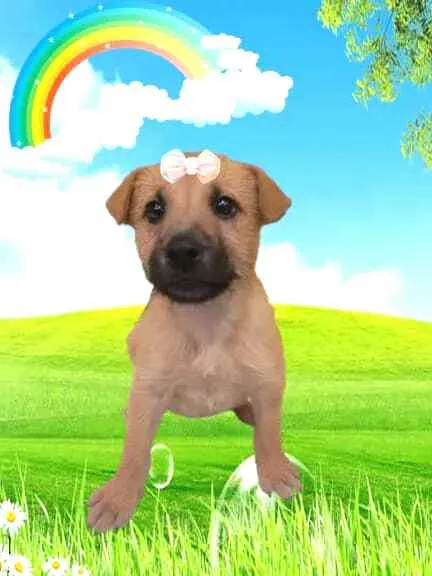 Cachorro raça  idade 2 a 6 meses nome Boneca 