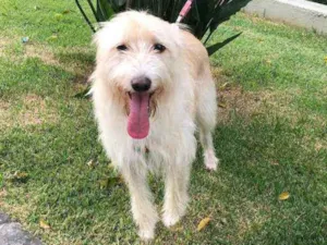 Cachorro raça  idade 2 anos nome Mel