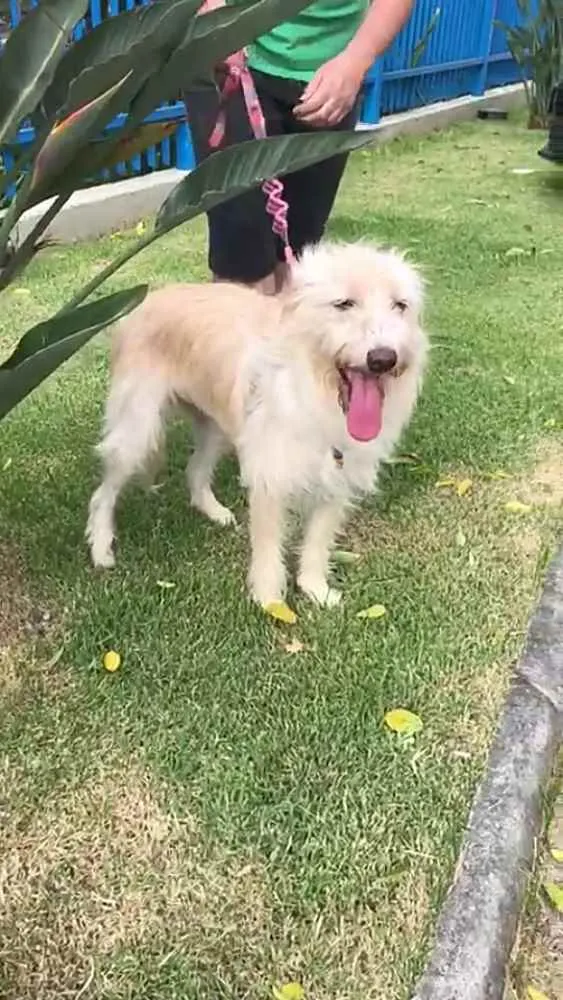 Cachorro raça  idade 2 anos nome Mel