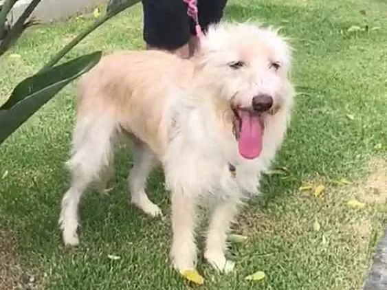 Cachorro raça  idade 2 anos nome Mel