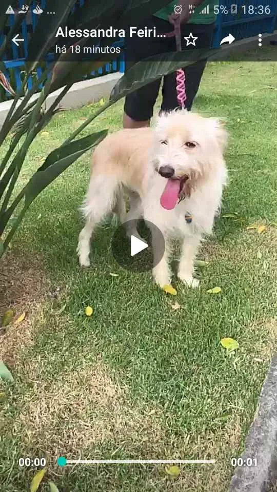 Cachorro raça  idade 2 anos nome Mel