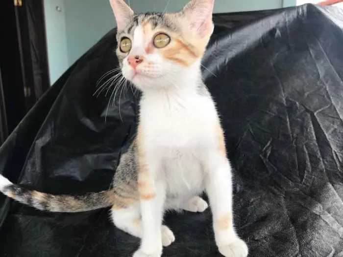 Gato raça  idade 2 a 6 meses nome Princesa