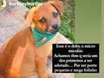 Cachorro raça SRD idade 2 a 6 meses nome Doby