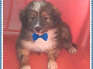 Cachorro raça SRD idade Abaixo de 2 meses nome Bebezinho