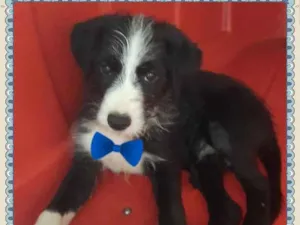 Cachorro raça SRD idade Abaixo de 2 meses nome Bebezinho