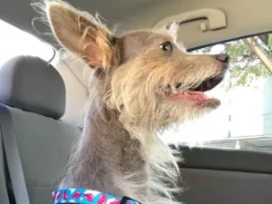 Cachorro raça Não sei idade  nome Sem nome