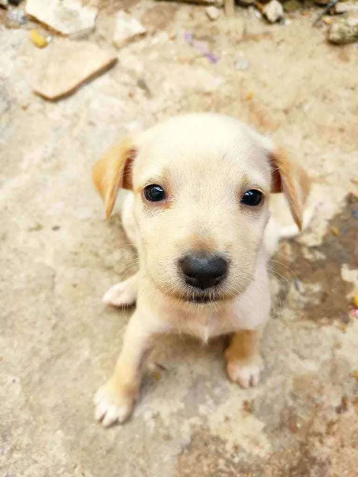 Cachorro raça SRD idade Abaixo de 2 meses nome Gigi