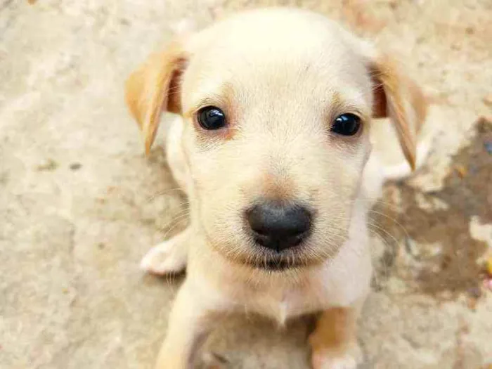 Cachorro raça SRD idade Abaixo de 2 meses nome Gigi