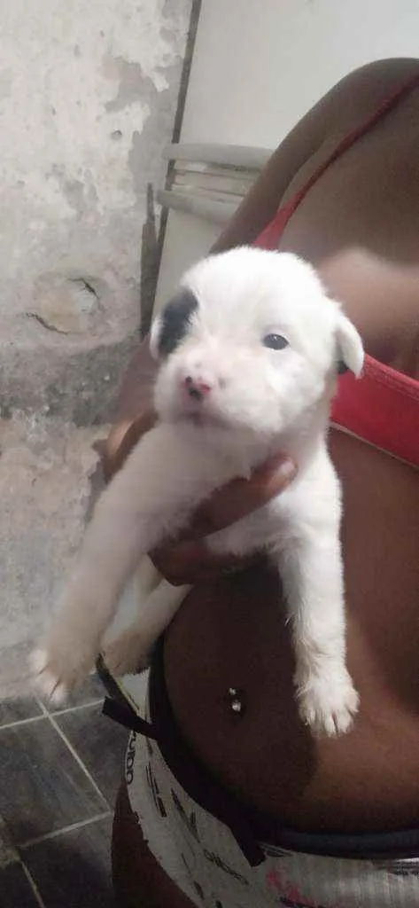 Cachorro ra a Poodle com mestiço  idade Abaixo de 2 meses nome Pirata,branquinha, m