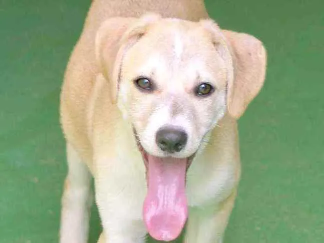 Cachorro raça  idade 2 a 6 meses nome Bianca Filhote