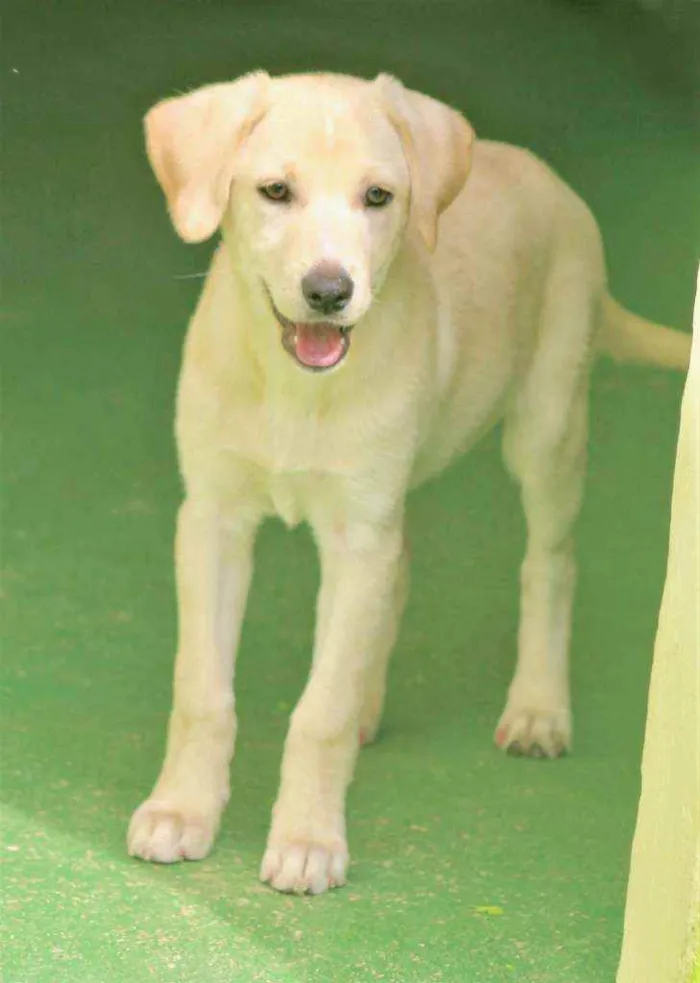 Cachorro raça  idade 2 a 6 meses nome Clara Filhote