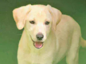 Cachorro raça  idade 2 a 6 meses nome Clara Filhote