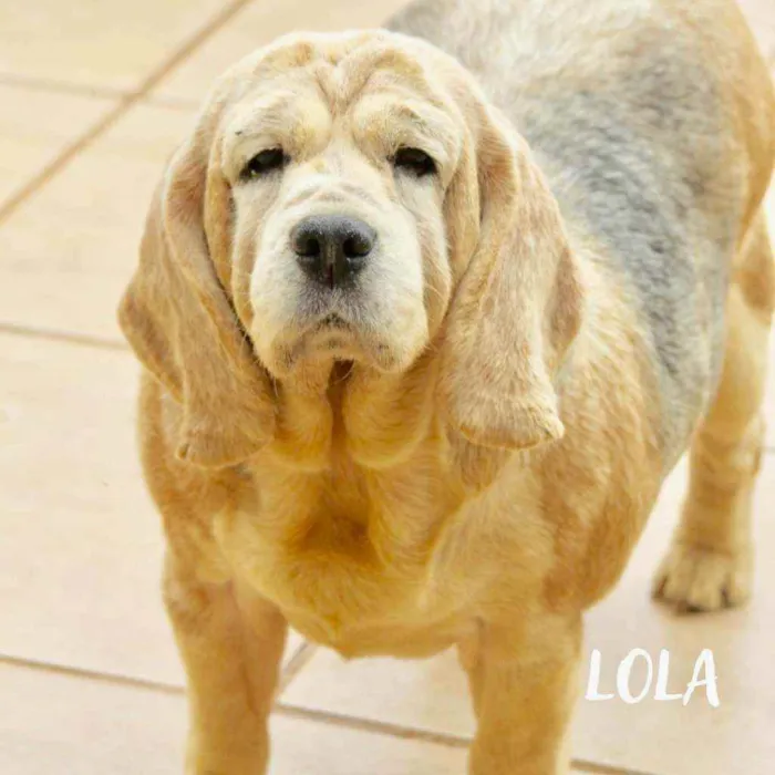 Cachorro raça  idade 6 ou mais anos nome Lola Beagle