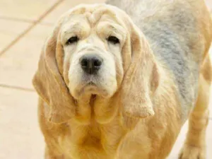 Cachorro raça  idade 6 ou mais anos nome Lola Beagle