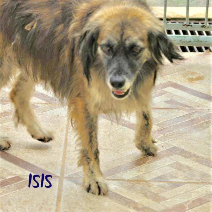 Cachorro ra a  idade 5 anos nome Isis
