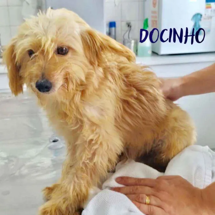 Cachorro ra a  idade 6 ou mais anos nome Docinho Pequena