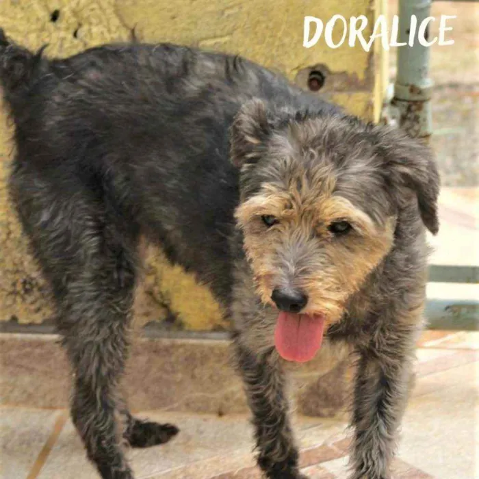 Cachorro ra a  idade 6 ou mais anos nome Doralice