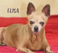 Cachorro raça  idade 6 ou mais anos nome Elisa Pinscher