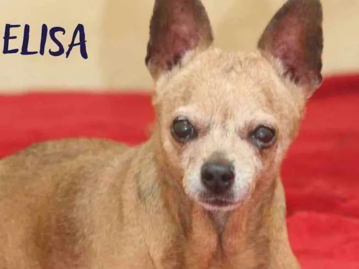Elisa Pinscher