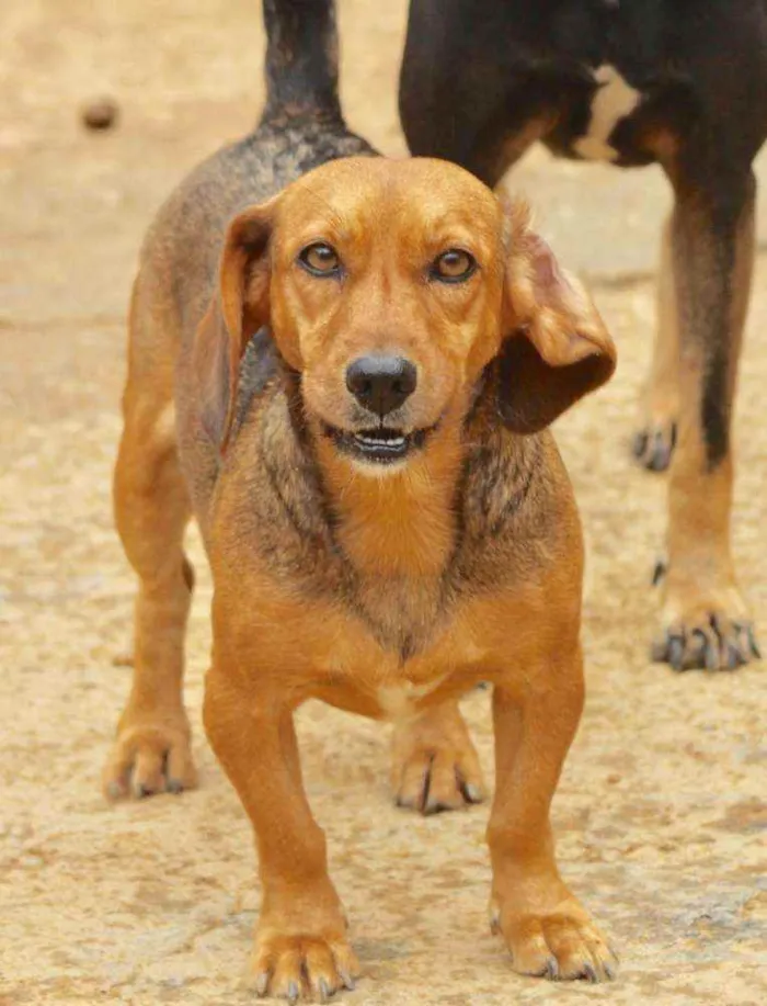 Cachorro raça  idade 5 anos nome Maya Pequena