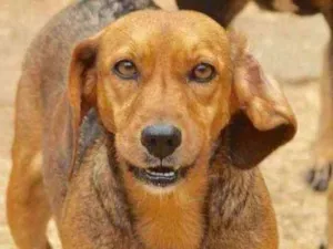 Cachorro raça  idade 5 anos nome Maya Pequena