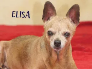 Cachorro raça  idade 6 ou mais anos nome Elisa Pinscher