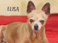 Cachorro raça  idade 6 ou mais anos nome Elisa Pinscher