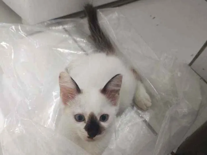 Gato ra a  idade 2 a 6 meses nome jujuba