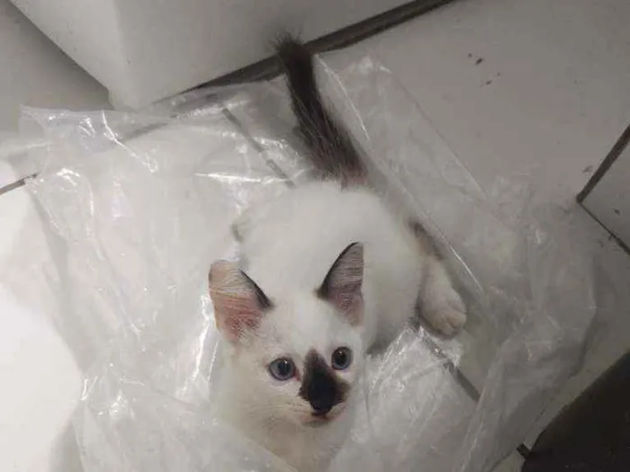 Gato ra a  idade 2 a 6 meses nome jujuba