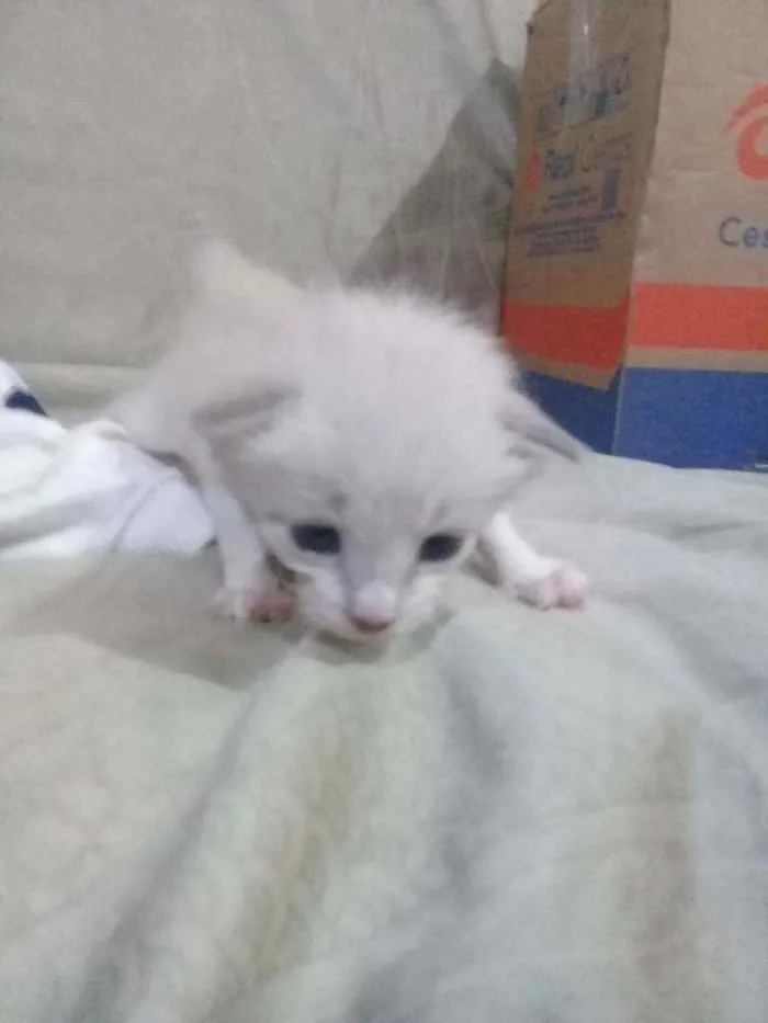 Gato ra a Vira-lata  idade Abaixo de 2 meses nome Bisteca