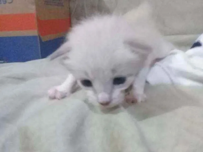 Gato ra a Vira-lata  idade Abaixo de 2 meses nome Bisteca