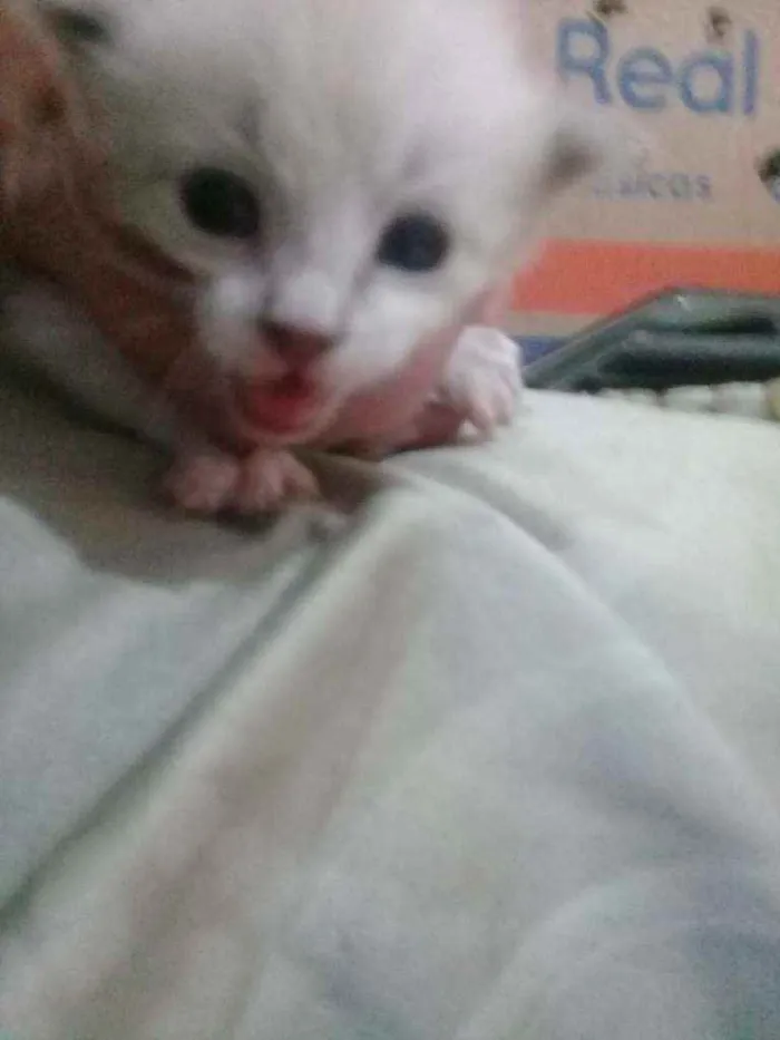 Gato ra a Vira-lata  idade Abaixo de 2 meses nome Bisteca