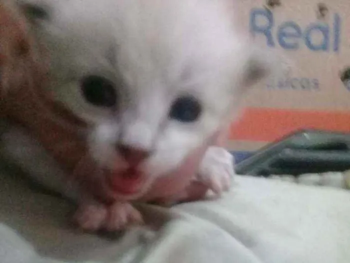 Gato ra a Vira-lata  idade Abaixo de 2 meses nome Bisteca