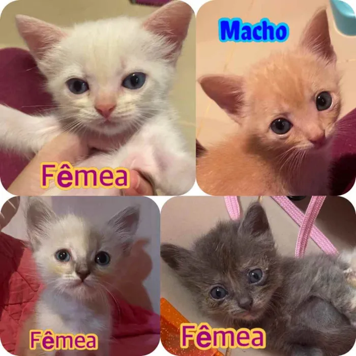 Gato ra a Srd idade 2 a 6 meses nome Filhotes para adoção