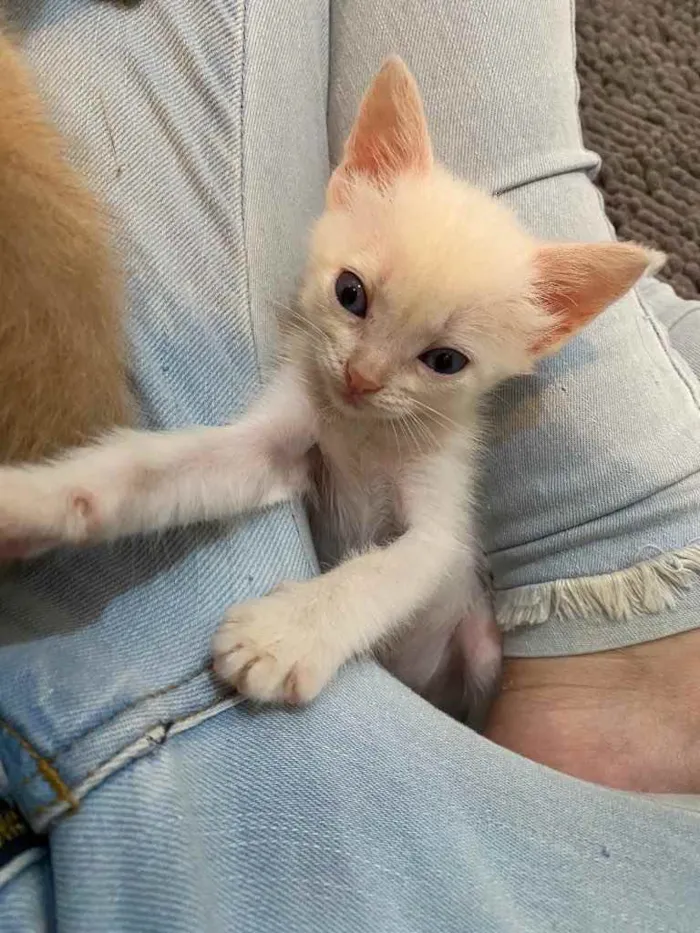 Gato ra a Srd idade 2 a 6 meses nome Filhotes para adoção