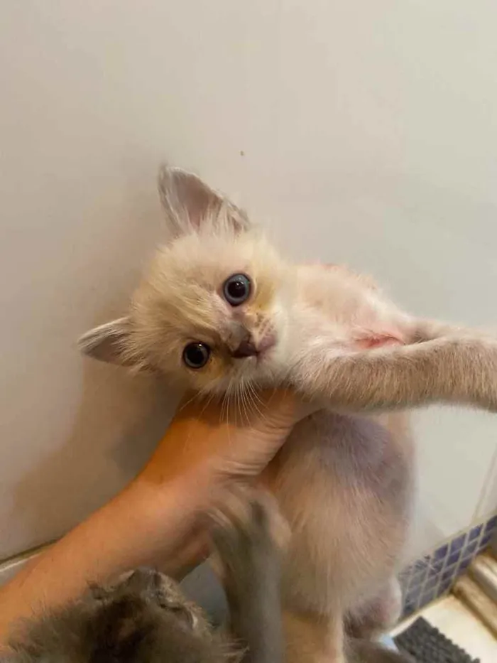 Gato ra a Srd idade 2 a 6 meses nome Filhotes para adoção