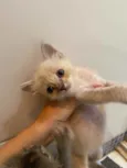 Filhotes para adoção